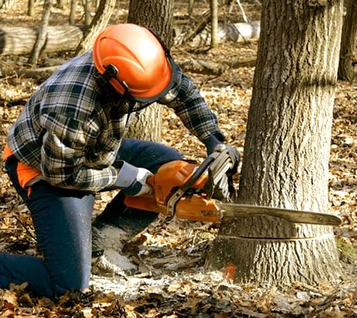 Tree Removal in Magnolia, TX